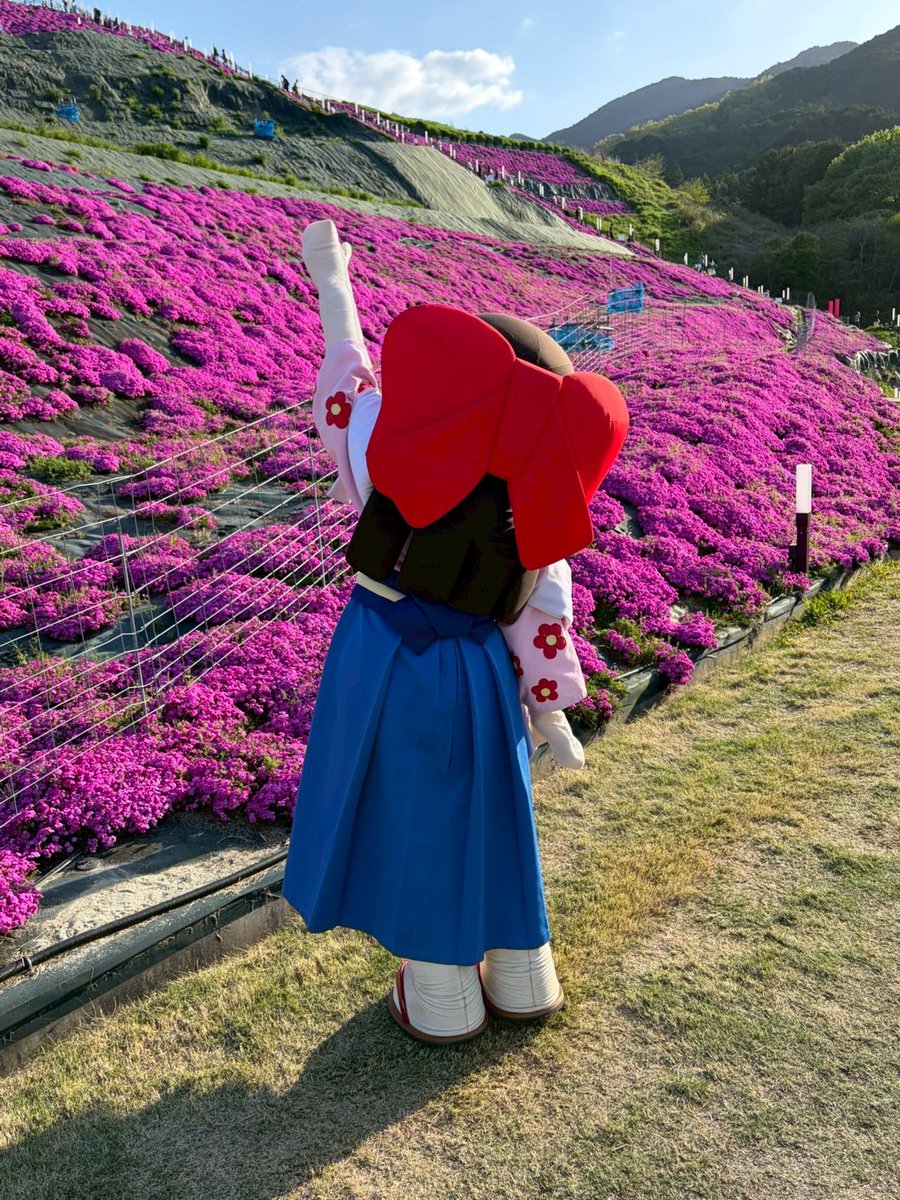 おはれんかっ！キラッ☆ 『芝桜まつり2026』は明日26日(日)まで！ 展望