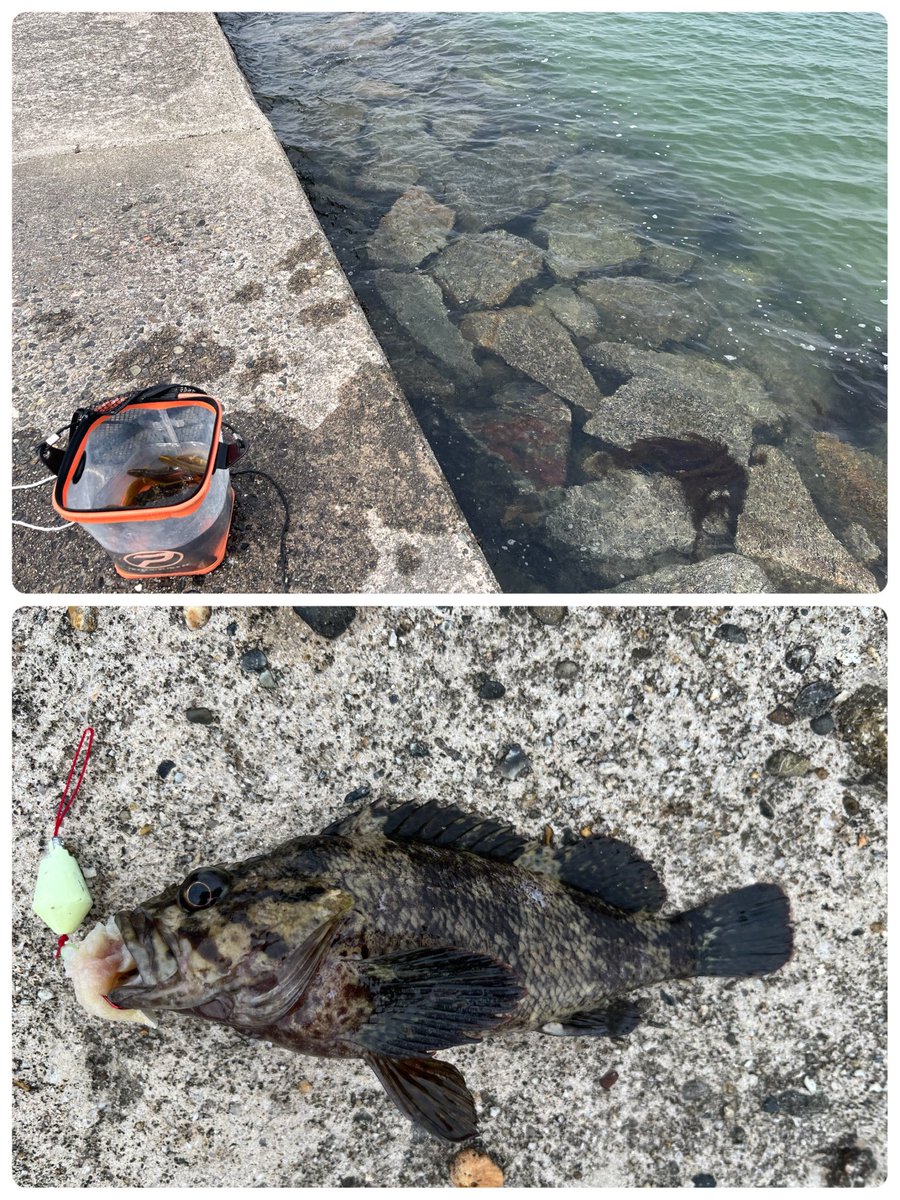 🐟yaeko🐟 tweet media