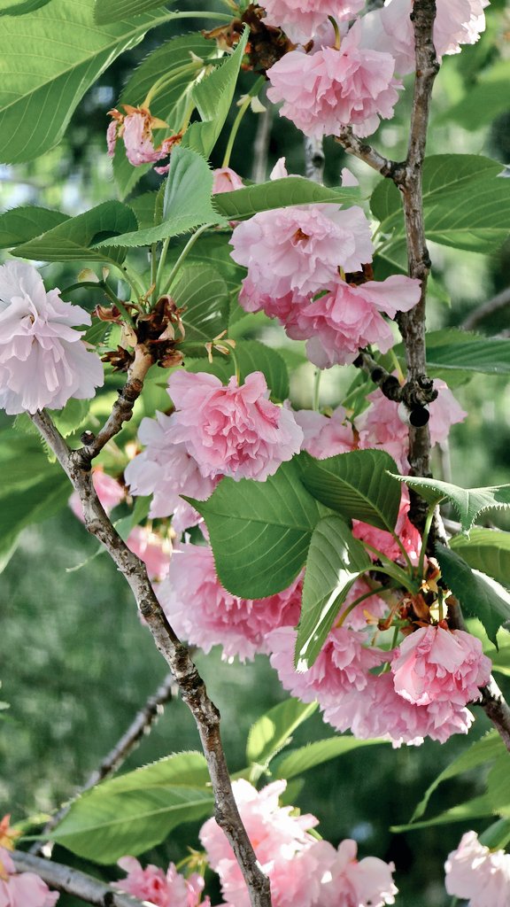 올해는 조금 일찍 폈네