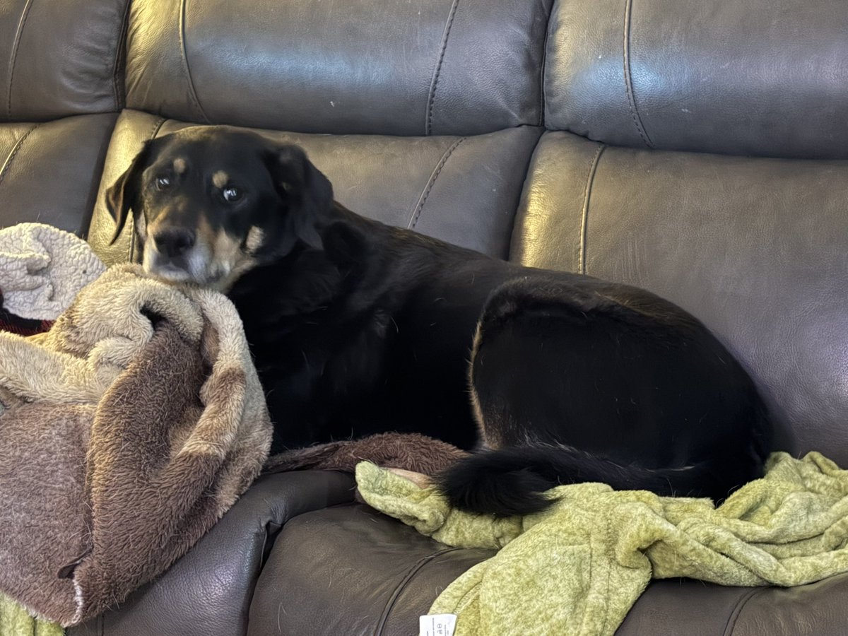 Hellbeastly's tweet image. Ember isn’t interested in going outside because the wind is way too strong!!! Stay safe everyone!!!! #dogsoftwitter