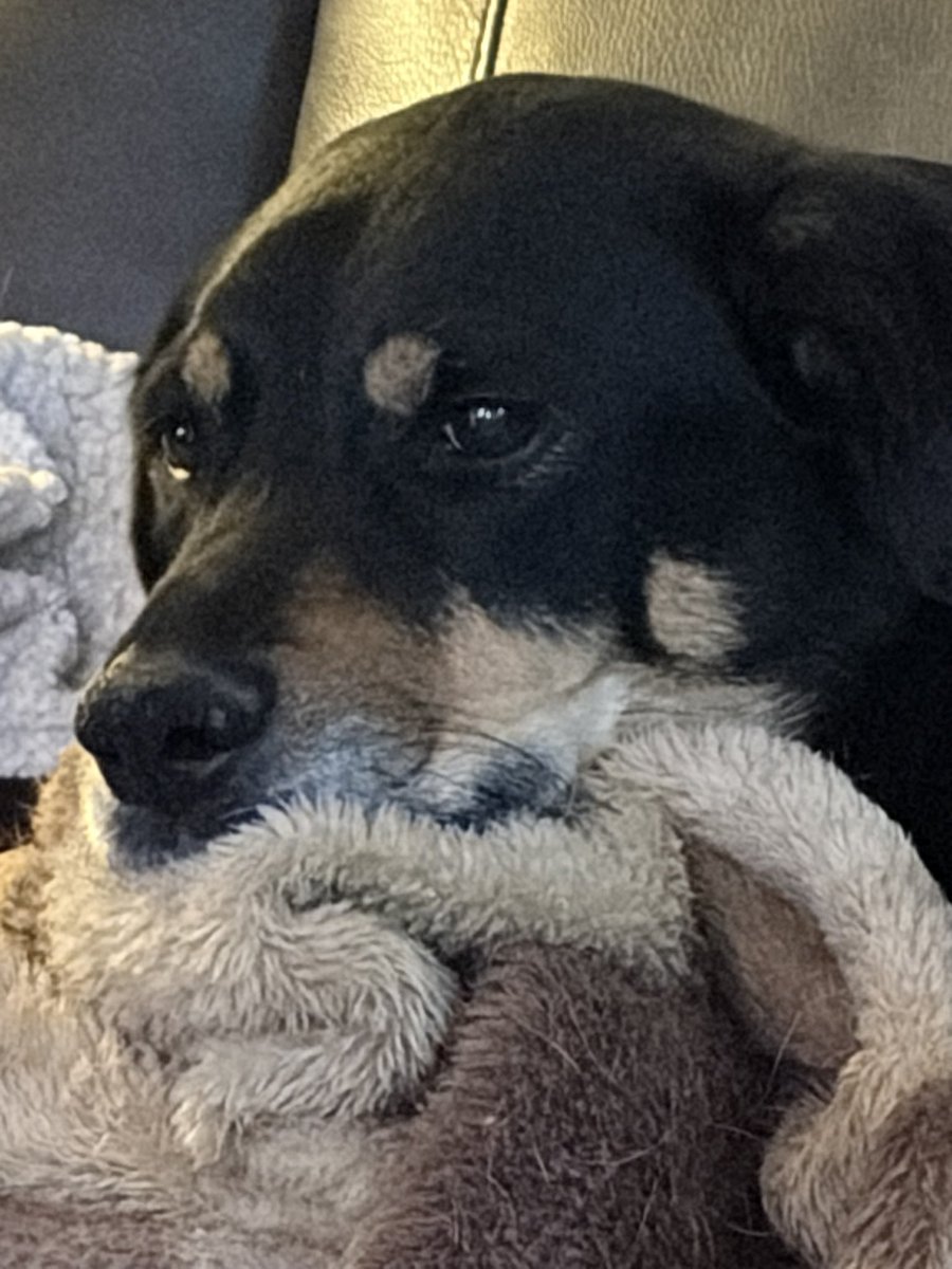 Hellbeastly's tweet image. Ember isn’t interested in going outside because the wind is way too strong!!! Stay safe everyone!!!! #dogsoftwitter