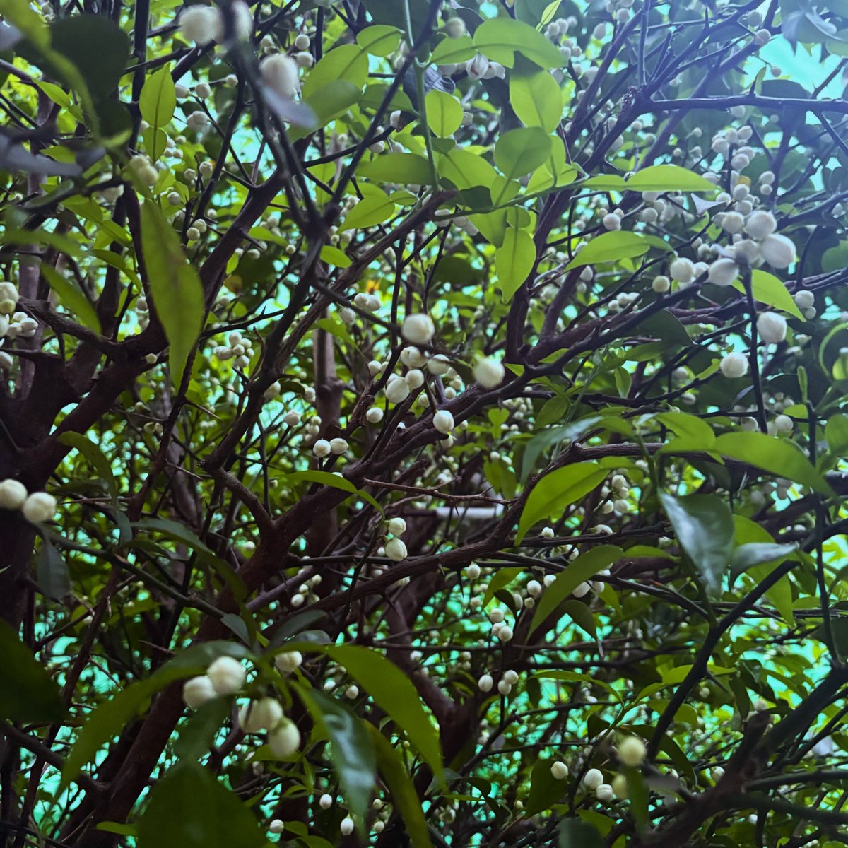 #新緑の季節なので緑の画像を貼る