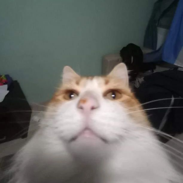 Punch Cat tweet media