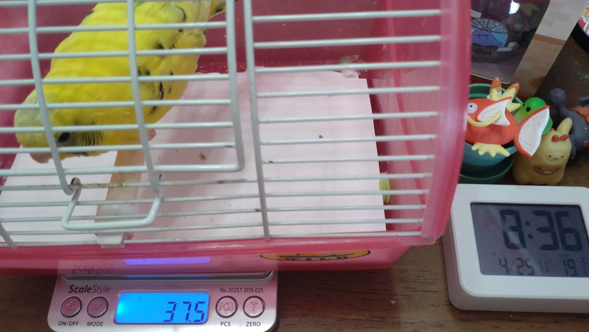 今日の鳥どもの体重、もつ38.2g、ゆず37.5g