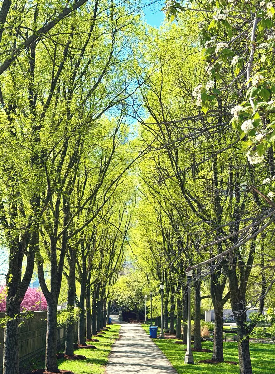 Sayuki08's tweet image. Let’s feel the breath of Chicago’s spring❣️🌷🌳🌸
Today I took these photos 📸
REALLY BEAUTIFUL😻
#SpringTime