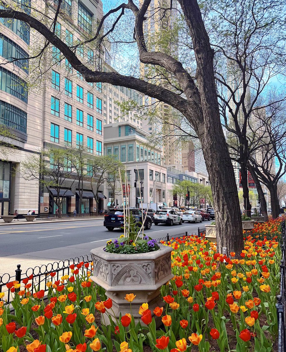 Sayuki08's tweet image. Let’s feel the breath of Chicago’s spring❣️🌷🌳🌸
Today I took these photos 📸
REALLY BEAUTIFUL😻
#SpringTime