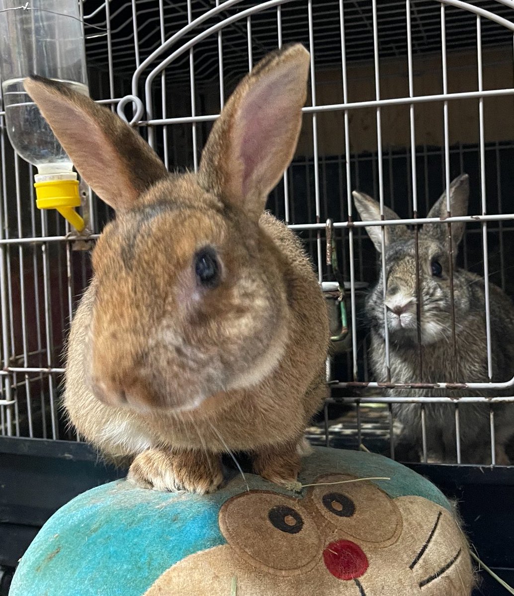 まさチビしろ🐰5月2.3.4日幕張アートマーケット5月9日ローデンツ東京 tweet media