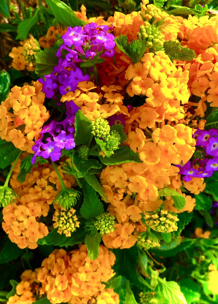 PetalWitness's tweet image. sun gathered in clusters small flames holding their ground

between them a softer voice—
 violet, unafraid
colour doesn’t argue here
 it arrives and stays

#Lantana #GardenLight #FloralContrast #PetalPoetry 

Original writing and image — PetalWitness

Lantana