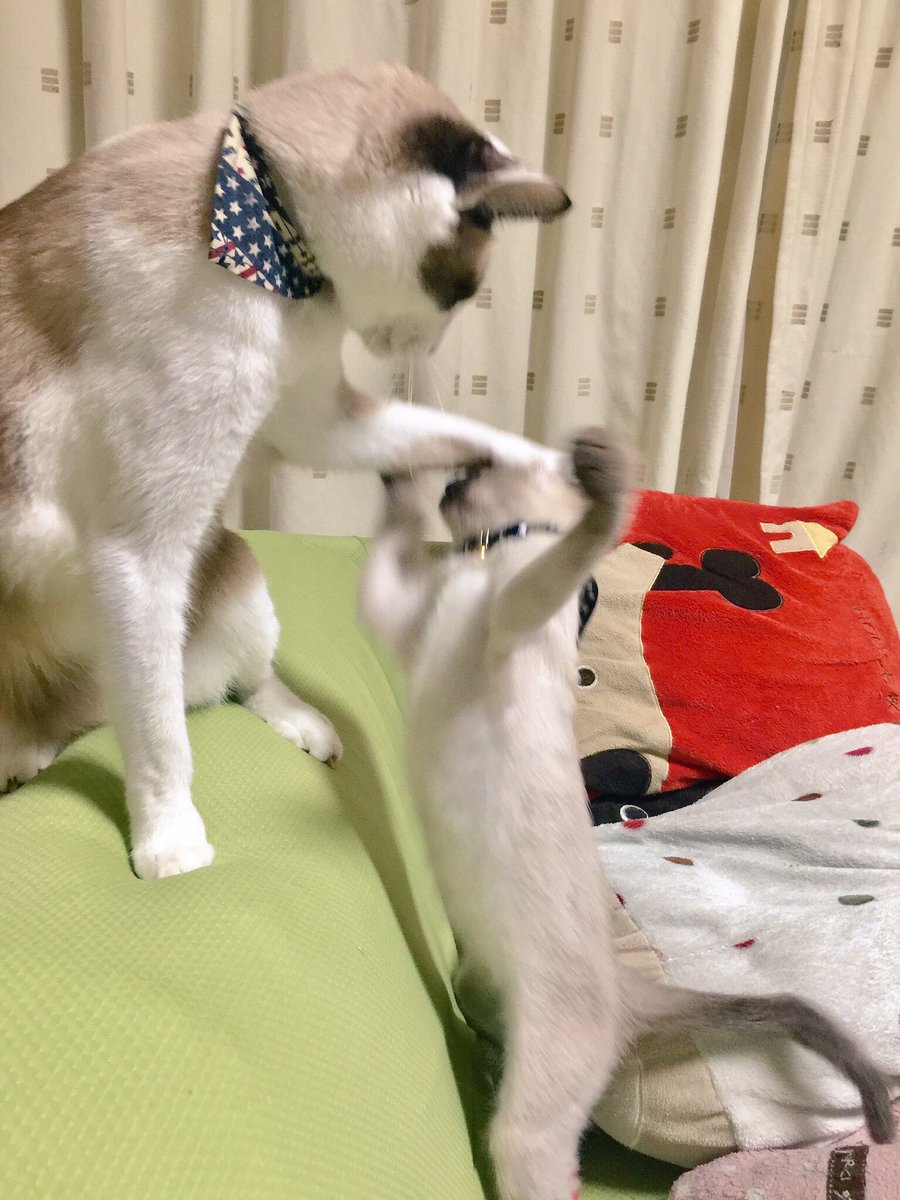 min_3cats's tweet photo. @HOMEALONe_ksk 我が家の3猫の力関係がわかる図 https://t.co/9aGOIWCOWf