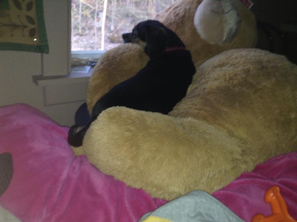FosterZoo36749's tweet photo. Patiently waiting for knotty minutes 🐶https://t.co/BTL2CnMR54

https://t.co/gGmAw30dtX https://t.co/u3qRljaREc