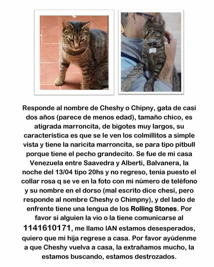 Fundación De Gatitos tweet media