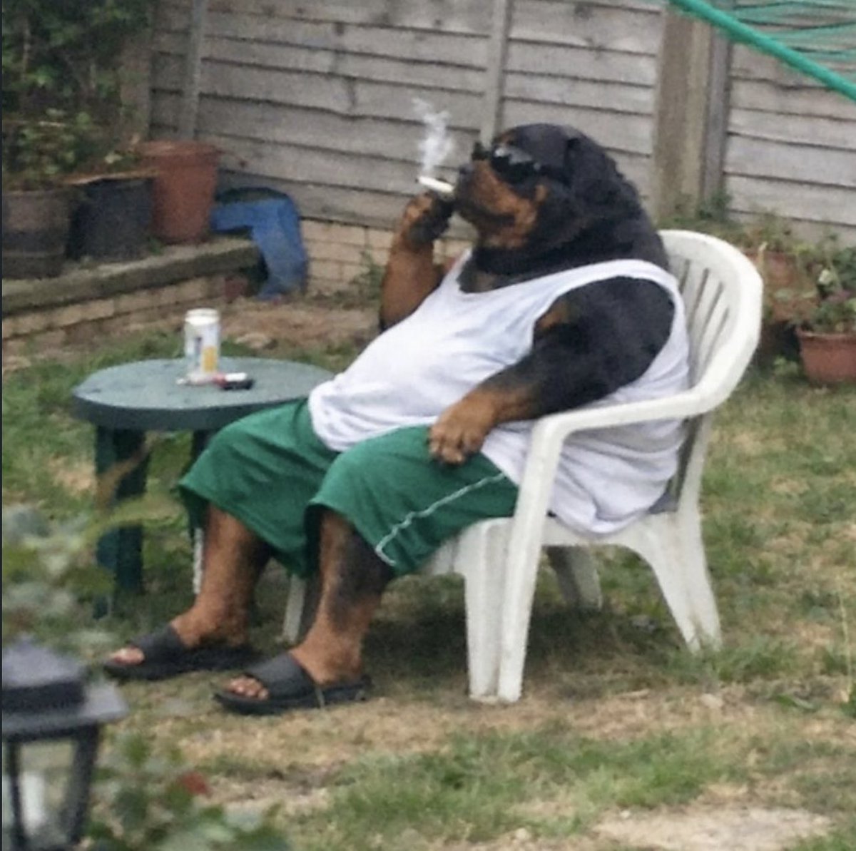 El Señor De Los Memes tweet media