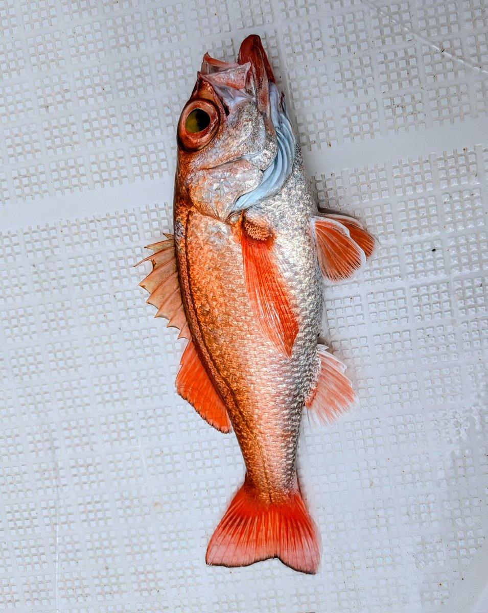 のぶゾー tweet media