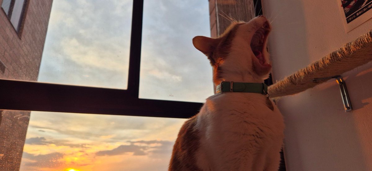 catttmila's tweet photo. Llevo 4 mese viviendo sola y solo puedo decir: lo mejor es despertar y tener a mi bebes, ver las montañas de bogotá, hacer baking, invitar a mi familia, invitar a los panas y seguir construyendo la biblioteca. Graciasss universo 💘 https://t.co/Tf472e6yT1