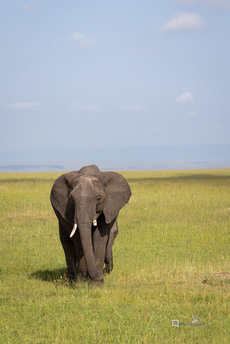 anEMDN_com's tweet image. 7th day, morning trip, Masai Mara, 4th batch. 
اليوم السابع، جولة صباحية، مساي مارا، المجموعة الرابعة. 
#Kenya #MasaiMara #Wildlife #Nature   290126. 
P1