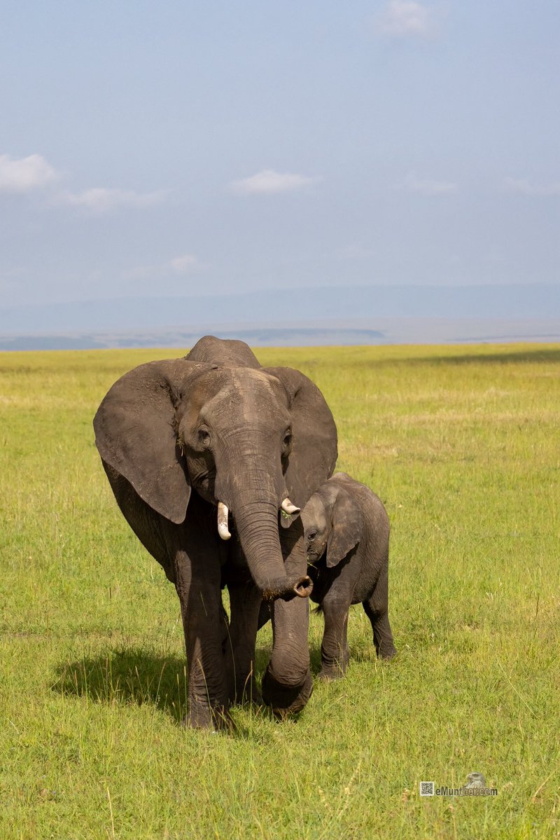 anEMDN_com's tweet image. 7th day, morning trip, Masai Mara, 4th batch. 
اليوم السابع، جولة صباحية، مساي مارا، المجموعة الرابعة. 
#Kenya #MasaiMara #Wildlife #Nature   290126. 
P1