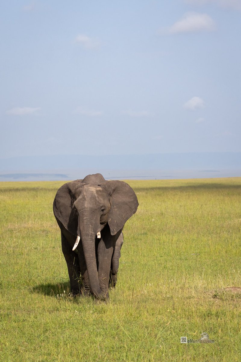 anEMDN_com's tweet image. 7th day, morning trip, Masai Mara, 4th batch. 
اليوم السابع، جولة صباحية، مساي مارا، المجموعة الرابعة. 
#Kenya #MasaiMara #Wildlife #Nature   290126. 
P1