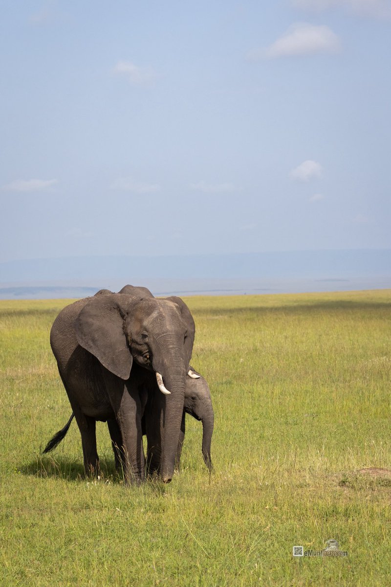 anEMDN_com's tweet image. 7th day, morning trip, Masai Mara, 4th batch. 
اليوم السابع، جولة صباحية، مساي مارا، المجموعة الرابعة. 
#Kenya #MasaiMara #Wildlife #Nature   290126. 
P1