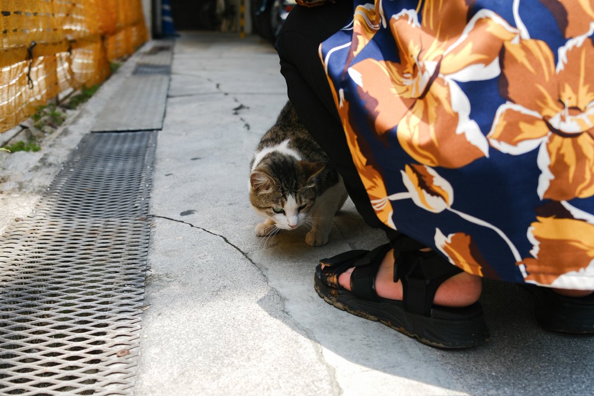 aiunry's tweet photo. 🌺石垣島×ねこ https://t.co/mhiOP4QvqP
