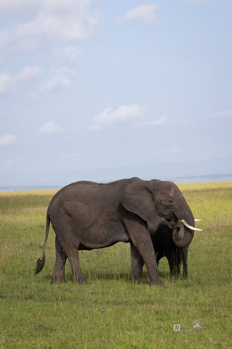 anEMDN_com's tweet image. 7th day, morning trip, Masai Mara, 4th batch. 
اليوم السابع، جولة صباحية، مساي مارا، المجموعة الرابعة. 
#Kenya #MasaiMara #Wildlife #Nature   290126. 
P2