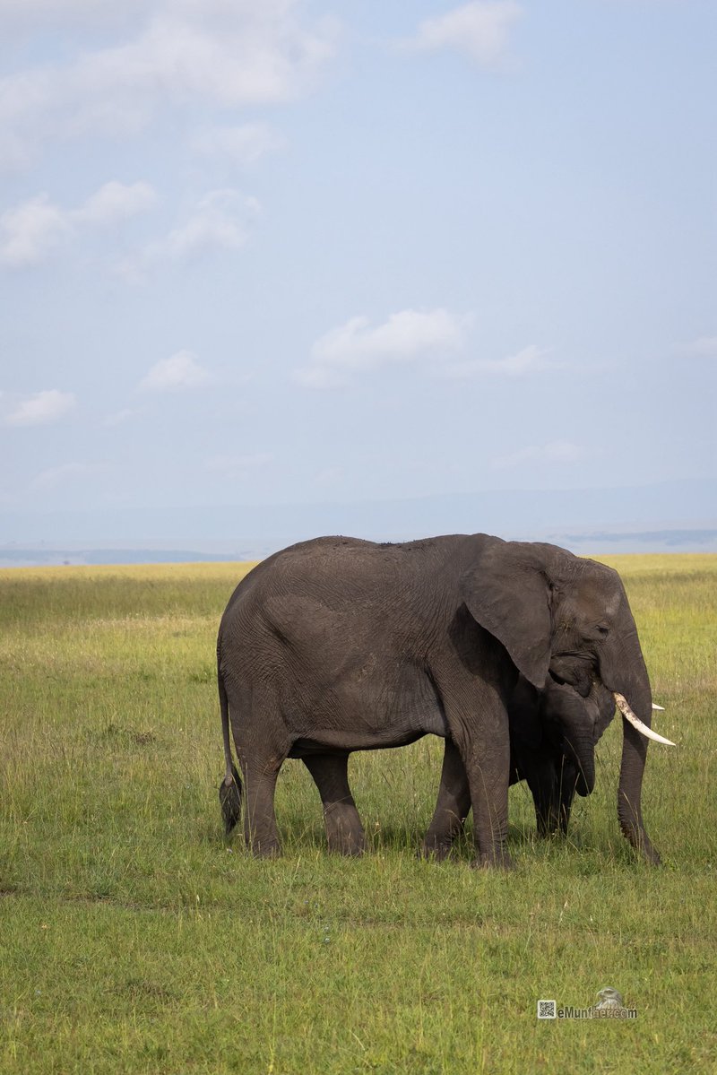 anEMDN_com's tweet image. 7th day, morning trip, Masai Mara, 4th batch. 
اليوم السابع، جولة صباحية، مساي مارا، المجموعة الرابعة. 
#Kenya #MasaiMara #Wildlife #Nature   290126. 
P2