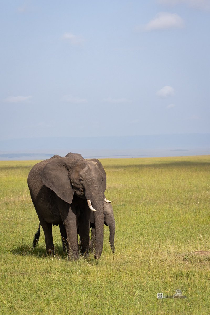 anEMDN_com's tweet image. 7th day, morning trip, Masai Mara, 4th batch. 
اليوم السابع، جولة صباحية، مساي مارا، المجموعة الرابعة. 
#Kenya #MasaiMara #Wildlife #Nature   290126. 
P2