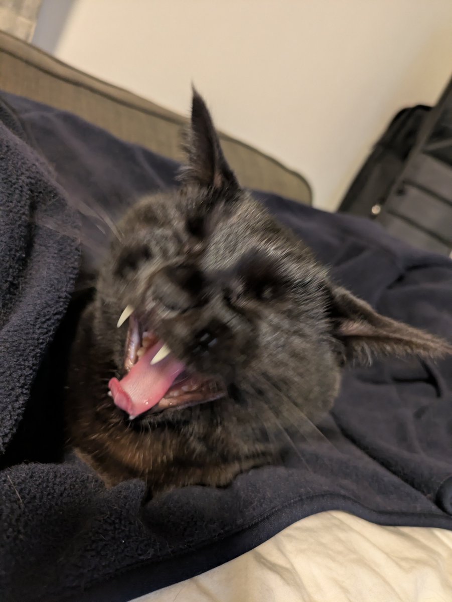 xbunkolog's tweet image. #黒猫 #猫のあくび #BlackCat
ふぁー