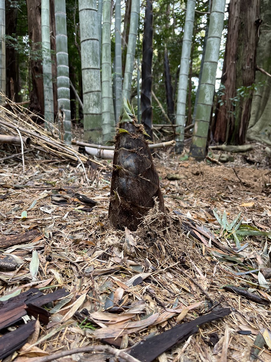 藤田充 tweet media