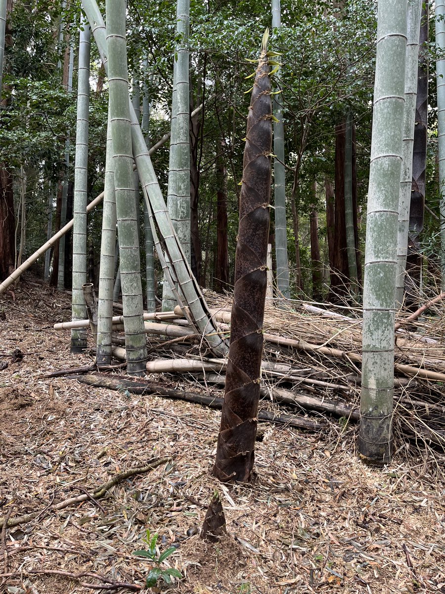 藤田充 tweet media