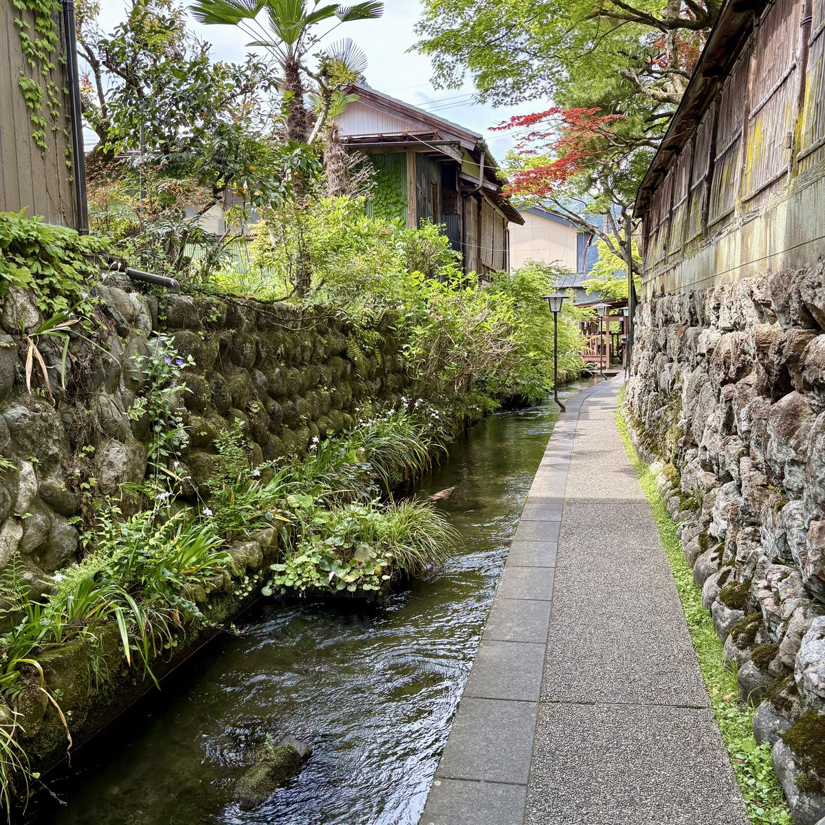 岐阜のいいとこ煮詰めたような魅力的な場所が郡上八幡です。