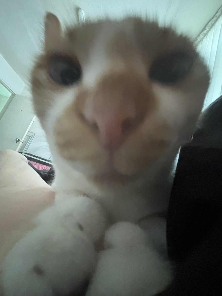 밤토리와츄원♡ tweet media