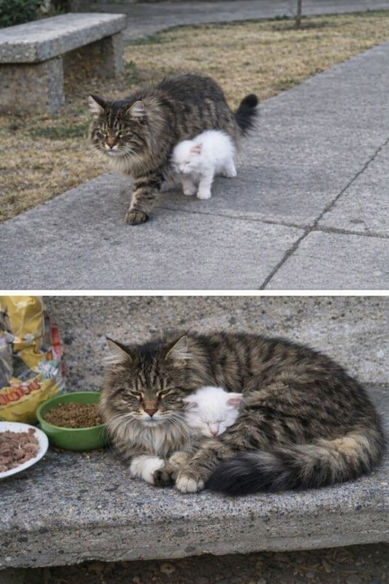 popular cat post tweet media