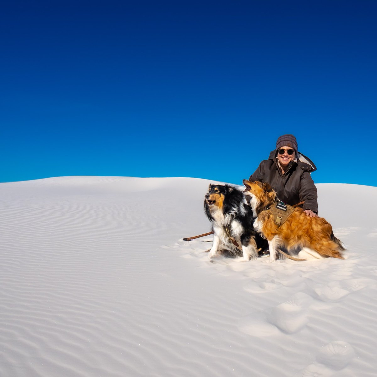 NewMexicoDrive's tweet photo. Cold sand. Blue skies. Zero noise.
Just two shelties living their best lives.
White Sands, New Mexico. #NewMexicoDrive #WhiteSands #Shelties #AdventureDogs #NewMexicoTrue #DesertLife https://t.co/f1XrcZOsDm