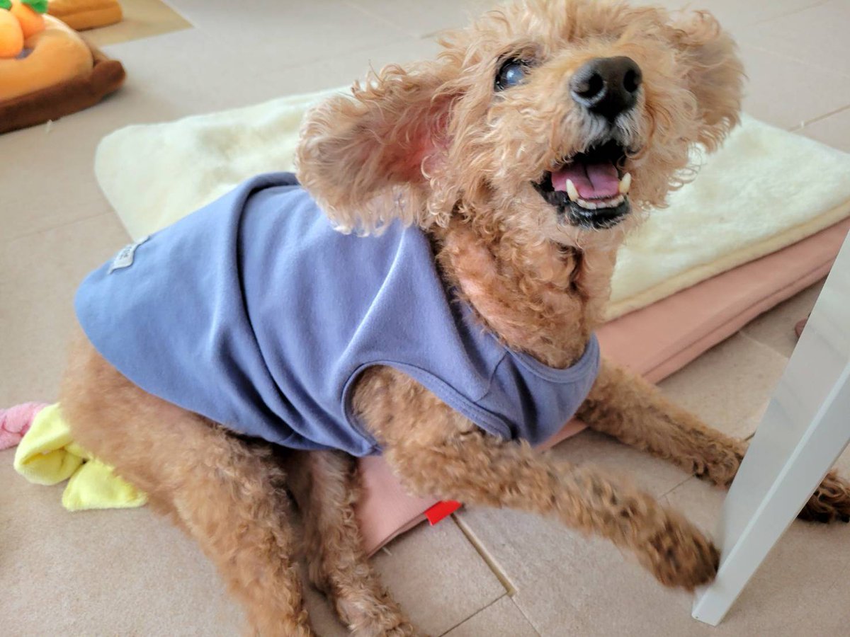 七福さゆり🏃🐩🐩 tweet media