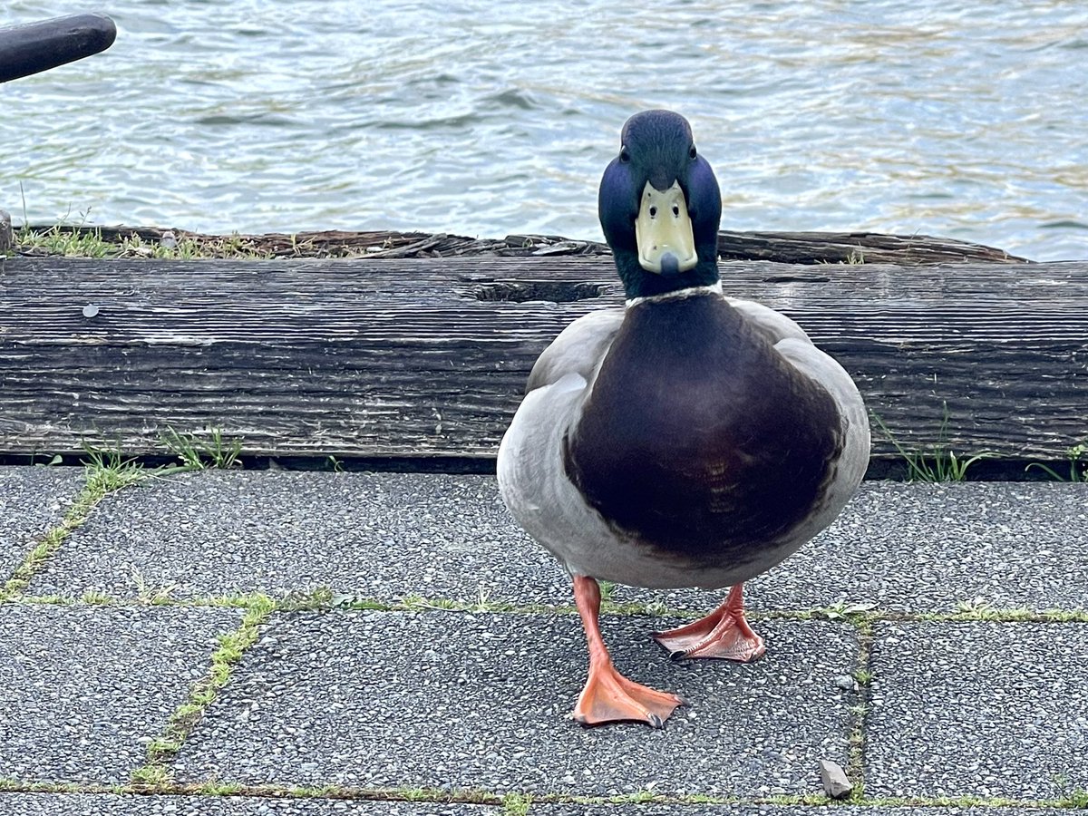realvijayk's tweet image. Went on a walk and met a new Kaspian today

He came right to me and told me to tell you to study #Kaspa