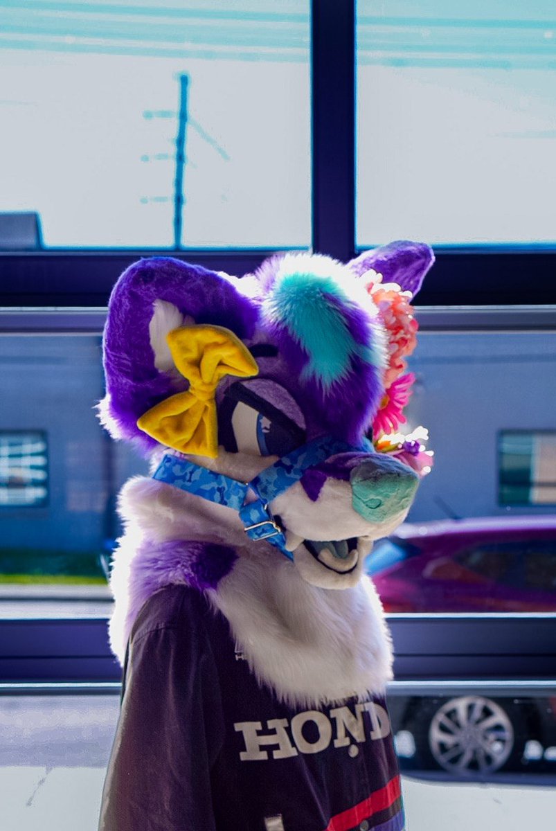 FadedFox's tweet image. Happy fursuit Friday guys, this post is a bit late, but a lot is changing and im excited to be starting a completely new chapter with you guys, stay tuned in because it will flash before your eyes. Play the next clip

#fursuitfriday #fox #purple #honda #fursuit