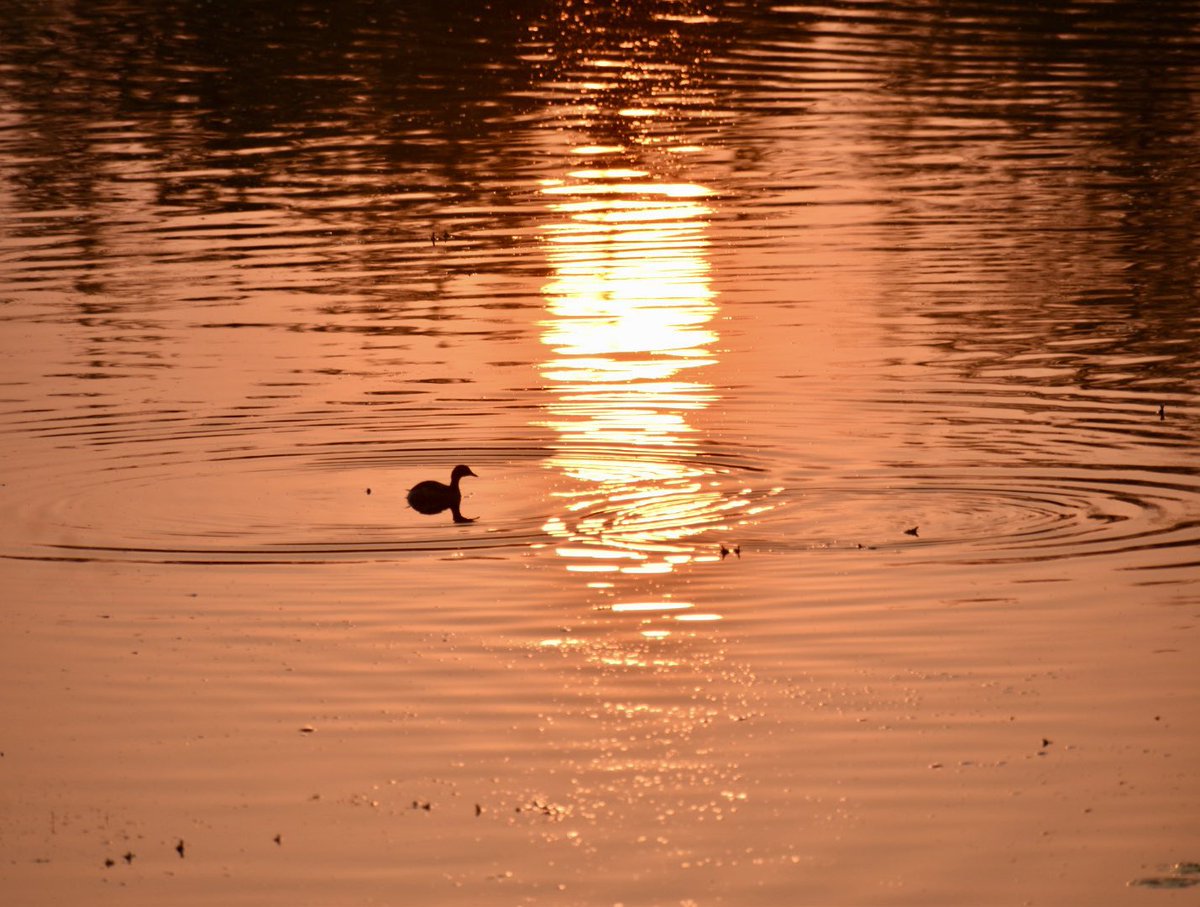 krishravela's tweet image. This is a sunrise from newly rejuvenated lake in the middle of the city. 
Location: Nayanammakunta , Miyapur 
#Hyderabad @HiHyderabad @AMalligavad @GHMCOnline #sunrise