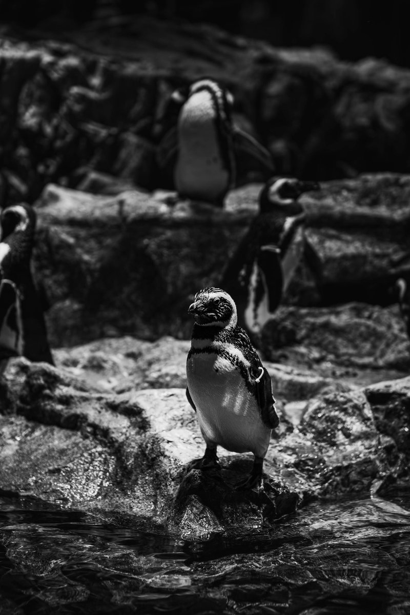 munbot_o_o's tweet photo. 2026.04.19
place:すみだ水族館/Tokyo
⁡
camera📸:Nikon Z5Ⅱ
lens🔭:NIKKORZ50mmf1.8S

 #nikon 
 #nikoncreator 
 #sumida 
 #tokyo 
 #sumidaaquarium https://t.co/a68kHDNJzh