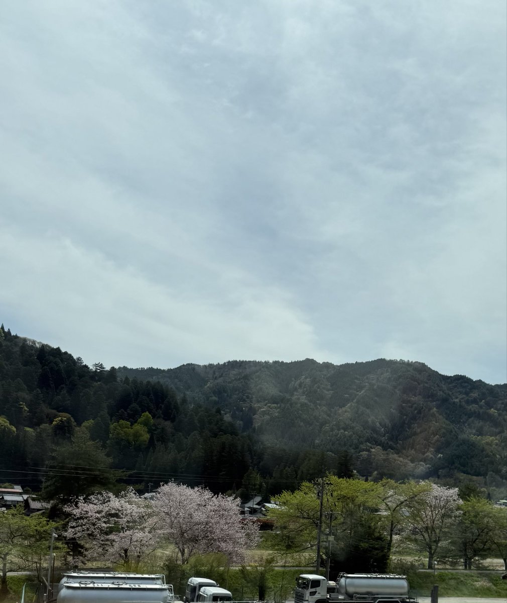 まだ桜が残ってるー