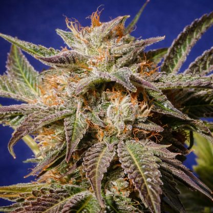 cannabulkseeds's tweet image. Intense, resinous and full of character

A spicy-sweet profile with menthol, herbal, cookie and nutty notes

Gorilla Cookies Triploid

Built to take cultivation to the next level

cannabulkseeds.com/producto/goril…

#CannabisSeeds #Triploid #GrowYourOwn