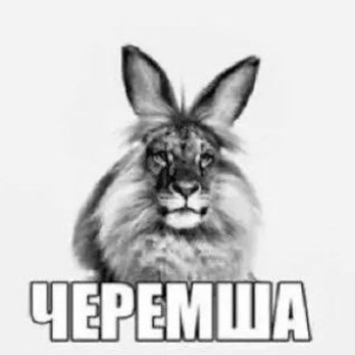 Наташа Переводчица tweet media