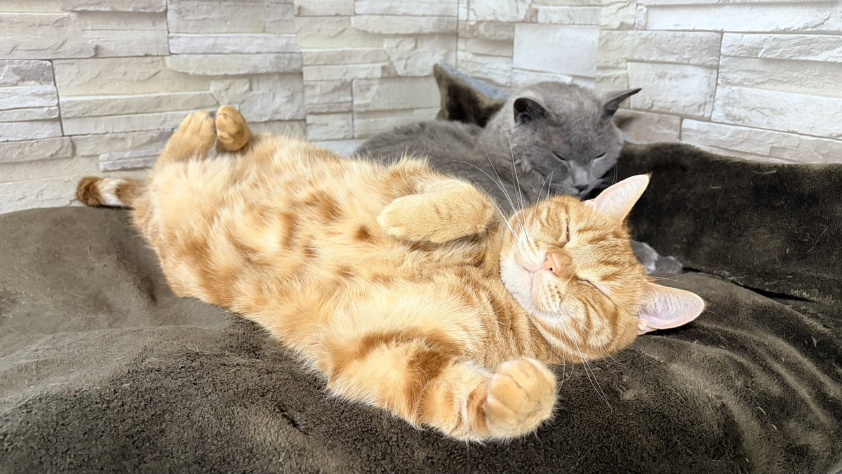 ねこちあ tweet media