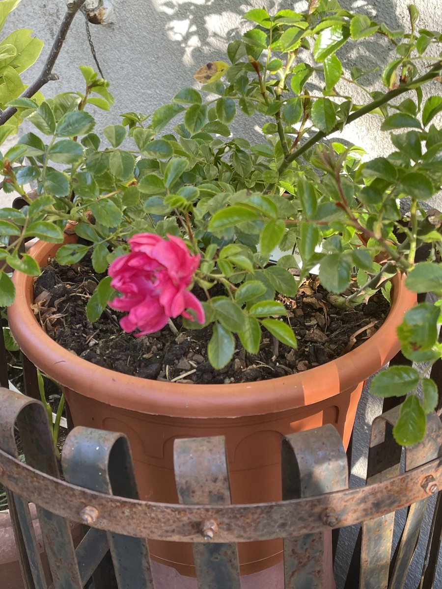 helen21206699's tweet image. Good morning from my little #rose in my little #cottage #garden