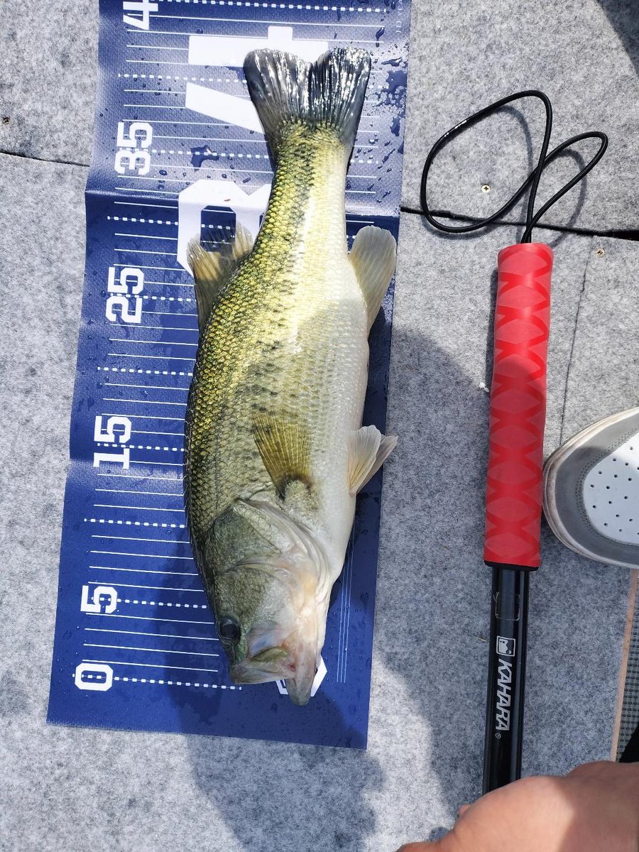 limit_make's tweet photo. 青野ダム
水温16度代
フル満水
マッディ少々ステイン
岸沿いで25〜40センチ複数匹 https://t.co/f7a5Q2UQwa