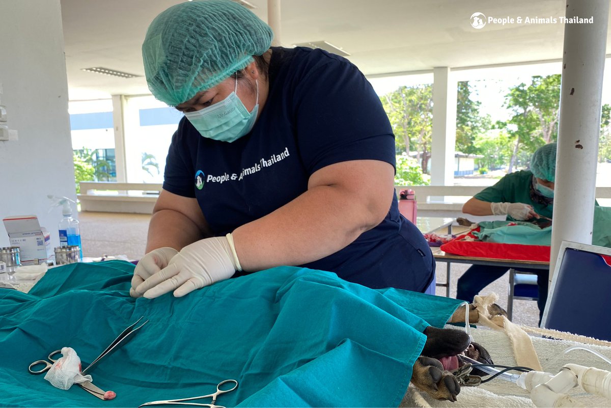 #WorldVeterinaryDay is a time to recognise vets around the world and the vital work they do for animals.

Today, we’re celebrating Dr Mild and Dr Aung Pri, whose dedication and compassion make a difference every day. #CNVR #Dogs #Cats