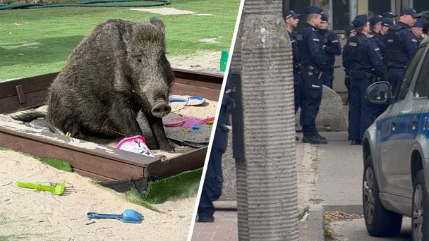 Beata Trochę Wiedźmowata tweet media