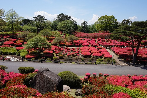 ito_kousya's tweet photo. 昭和の日(4/29)は小室山公園へ
緑の募金100円以上で
つつじの苗木または花の苗を先着200名にプレゼント
時間：10時開始、無くなり次第終了
場所：リフト乗り場横の広場
協力：ボーイスカウト5団・ガールスカウト49団
#伊東市イベント #花のある暮らし #昭和の日 #つつじ観賞会 #つつじ #小室山 https://t.co/U0ZoYvMGVV