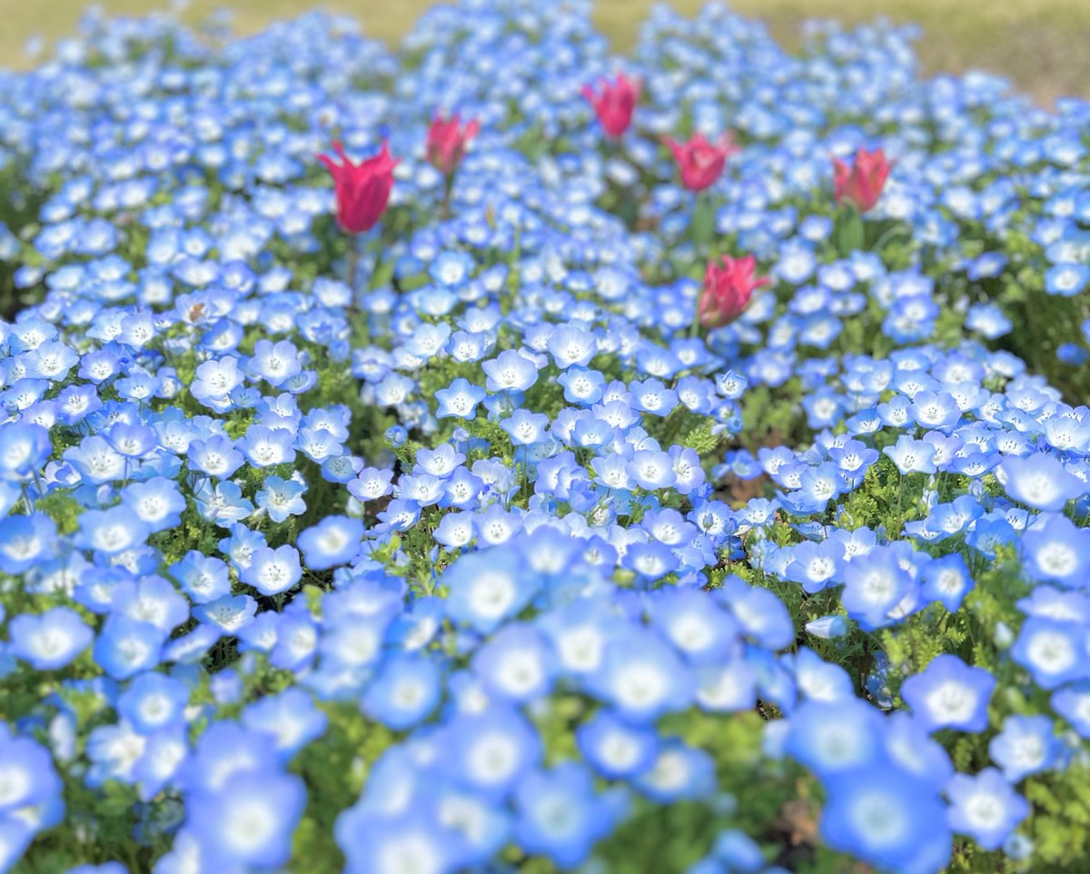 くまち tweet media