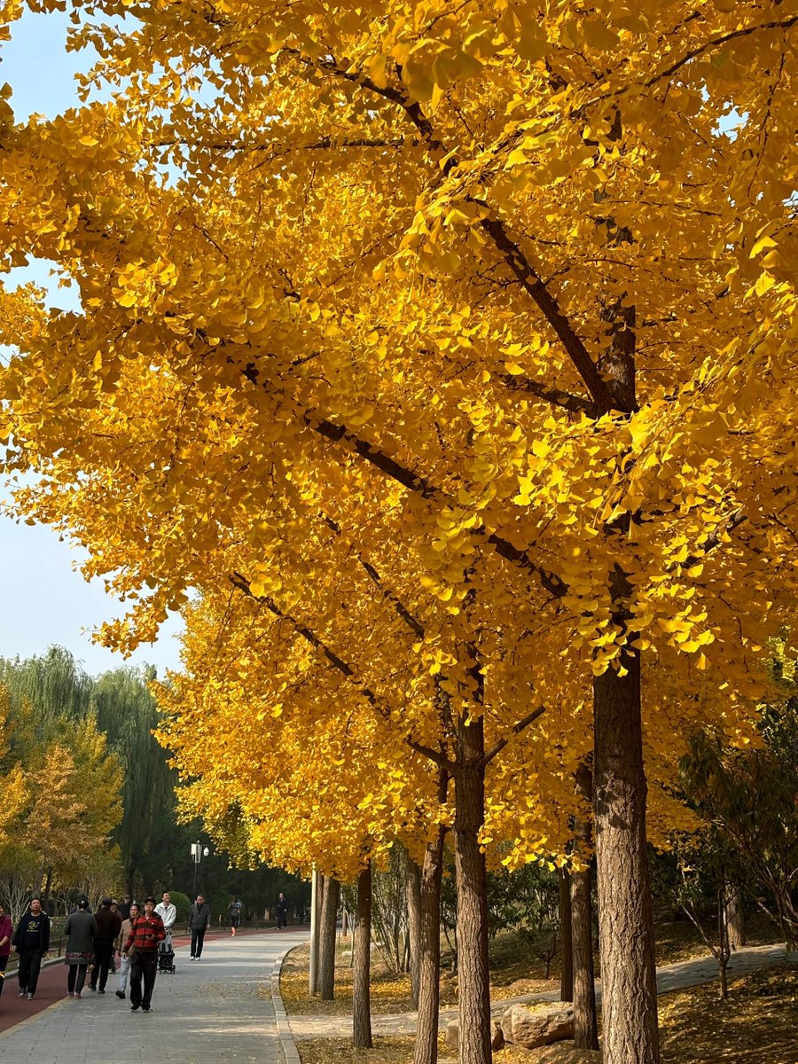 444emma44's tweet image. Autumn breeze, golden leaves, crisp air—perfect for a walk with a warm latte  #FallVibes