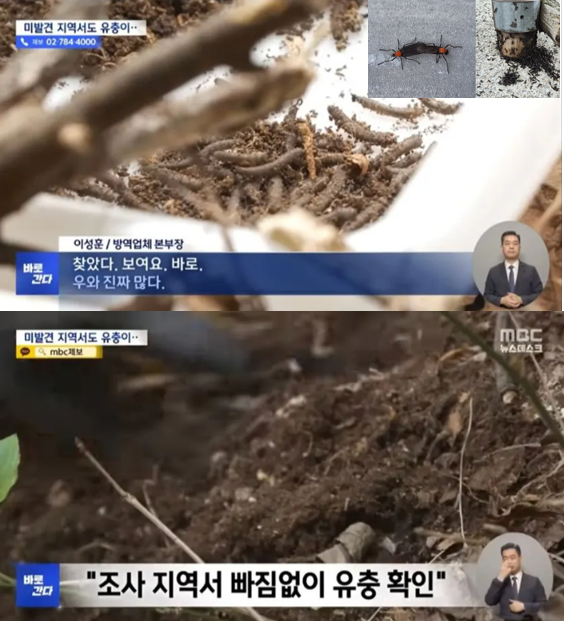 올해도 러브버그 심상치 않다..ㄷㄷ

유충 상태일 때부터 개체수를 조절할 수 있게
연구하려고 대학 교수님 등판!!!

계양산 흙 한줌에도 유충이 바글바글 있음.
으~~~
바로 옆에 좀 파니까 또 유충 한 무더기.
으~~~
심지어 작년에는 러브버그가 발견되지
않았던 산에서도 유충이 발견됨. 
으~~~
이